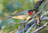 Red-faced Warbler